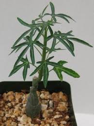 Image result for Adenia stenodactyla
