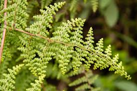 Image result for Odontosoria