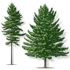 Eastern white pine tree pictures. Eastern White Pine Tree Montgomery