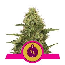 Maybe you would like to learn more about one of these? Northern Light Cannabis Seeds Royal Queen Seeds