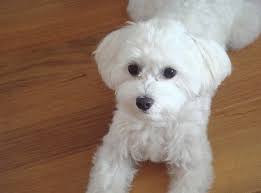 Maltichon Hybrid Dogs Hybrid Dogs Puppy Dog Pictures Dog Breeds