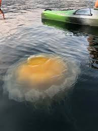 Choose your favorite fried egg jellyfish designs and purchase them as wall art, home decor, phone cases, tote bags, and more! Giant Jellyfish In Sechelt Inlet On Sunshine Coast Bc Canada Facebook