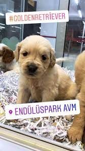 1 kedi 1 kopek sahiplendirme ilanlari golden retriever retriever kopek