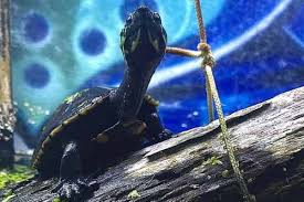 In general, however, an aquatic turtle can potentially go between one week and a few months without water. How Long Can A Turtle Go Without A Uvb Light Reptile Jam