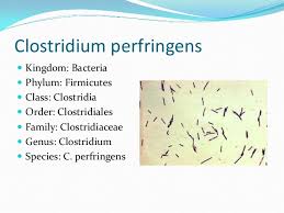Eubacteria Ppt