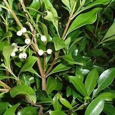 Image result for Psychotria auxopoda