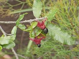 Image result for Ochna arenaria