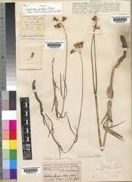 Image result for Stathmostelma fornicatum