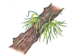 Image result for Lepisorus