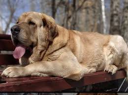 160 Old Man Names For Dogs The Paws Old Man Names Best Dog Names Dog Names