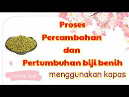 Perkecambahan pada tanaman kacang hijau termasuk kedalam perkecambahan epigeal, yaitu pertumbuhan memanjang dari hipokotil yang menyebaban kotiledon dan 2. Pertumbuhan Biji Benih Kacang Hijau Youtube