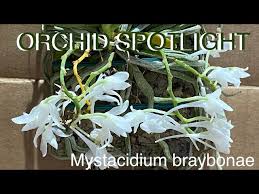 Image result for Mystacidium