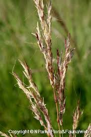 Image result for Bothriochloa bladhii
