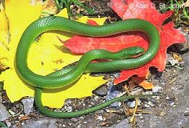 Image result for Helichrysopsis septentrionalis