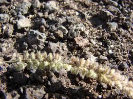 Image result for Tragus berteronianus