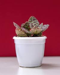 Image result for Kalanchoe humilis