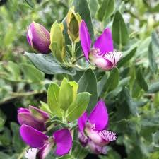 Image result for Polygala bakeriana