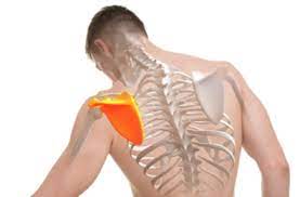 La douleur à l'omoplate est le plus souvent d'origine mécanique. Douleur A L Omoplate Comprendre Et Soulager Reflex Osteo