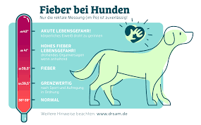 Fieber ist eine natürliche abwehrreaktion des körpers. Fieber Beim Hund Wie Du Es Wirksam Senken Kannst Dr Sam Dein Online Tierarzt