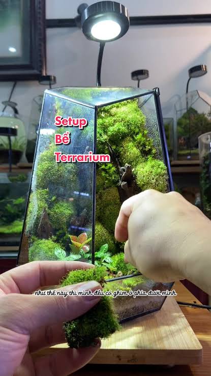 Hướng Dẫn Làm Bể Fantasy Terrarium Đơn Giản