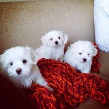 The current median price for all malteses sold is $1,697.00. Tea Cup Maltese Puppies For Sale London Greater London