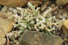 Image result for Anacampseros subnuda