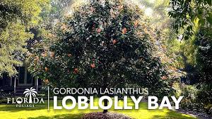 Image result for Lasianthus