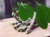 10 Health Benefits of Giloy - The Ultimate Immunity Booster ...