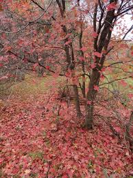 Image result for bigtooth maple