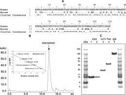 This resource was developed by cary engleberg of the university of. Engineered Human Antibody Constant Domains With Increased Stability Journal Of Biological Chemistry