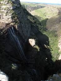 Image result for Dichilus reflexus