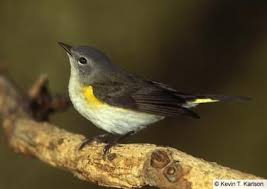 Black Bird With White Stripes On Wings And Tail Pin On Bird 1