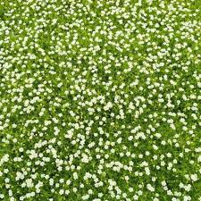 Image result for Sagina abyssinica