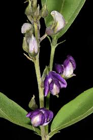 Image result for Neorautanenia mitis