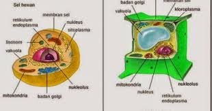 Struktur hewan dan tumbuhan memang cukup berbeda jauh. Perbedaan Sel Hewan Dan Sel Tumbuhan Materi Pelajaran