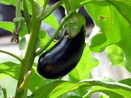 Tomatoes, as they and corn are attacked by corn as long as you don't want to collect seeds from your plants, you can grow brussels sprouts eggplant is in the same family as tomatoes and peppers, nightshade. Best Companion Plants For Eggplants Full List Gardenisms