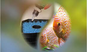 Und welche fische ich hin setzen soll (die fische sollen sich mit guppys und antennenwelsen vertragen). Bakterienstarter Aquarien Ohne Einlaufphase Starten Teil 1
