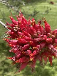 Image result for Schotia afra