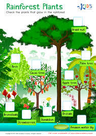 rainforest plants worksheet free printable pdf for kids