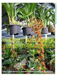 We did not find results for: Teknik Menanam Orkid Di Malaysia Wannura Orkid