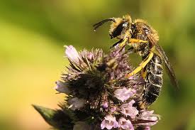 Check spelling or type a new query. Neonicotinoids Euphoria Then Death For Bees Honey Bee Suite