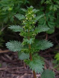 Image result for Urtica urens