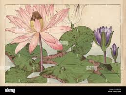 Image result for Nymphaea maculata