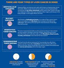 Early diagnosis means early treatment, and can prevent liver damage. Liver Cancer In Dogs Innovet Pet