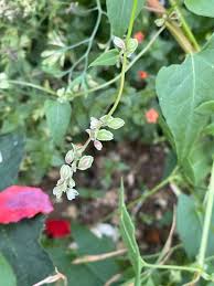 Image result for Fallopia