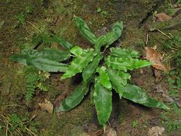 Image result for Asplenium uschiae