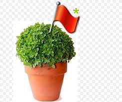 Para comemorar os 43 anos de carreira. Ocimum Minimum Festa De Sao Joao Do Porto Santo Antonio Church Plant Alfama Png 642x687px Ocimum