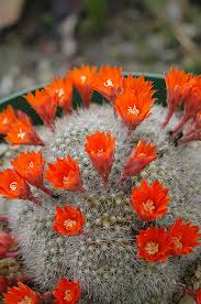 Image result for Clutia robusta