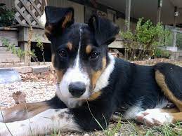 Lost my doggie helps find lost dogs, lost cats or stolen pets in irvine, ca. Max The Black And Tan Coonhound Australian Cattle Dog Mix Talking Hound Pups Beagle X Black An Cattle Dogs Mix Australian Cattle Dog Mix Australian Cattle Dog