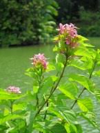 Image result for Ruspolia seticalyx